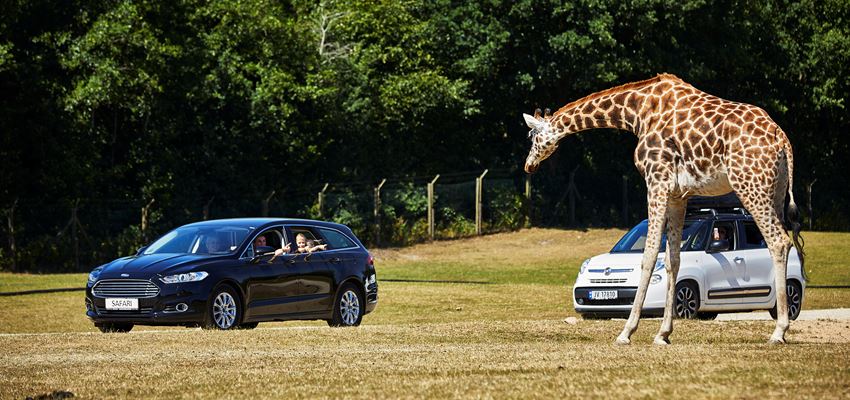 GIVSKUDZOO Safari