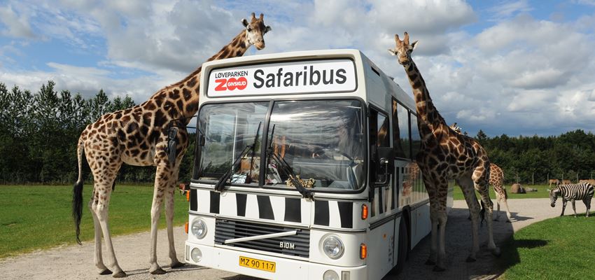 Givskud Zoo Safaribus