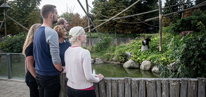 GIVSKUDZOO Grupper